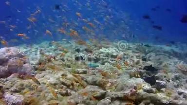海底清澈海底背景下的鱼群。